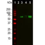 Western Blot - Anti-TAF15 Antibody [4D71] (A85450) - Antibodies.com