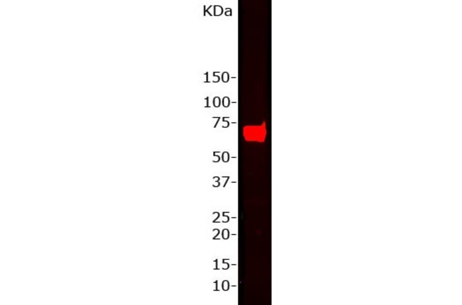 Western Blot - Anti-NF-L Antibody (A85451) - Antibodies.com