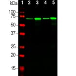 Western Blot - Anti-NF-L Antibody [DA2] (A85454) - Antibodies.com