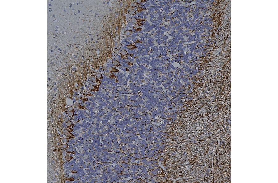 Immunohistochemistry - Anti-NF-L Antibody [DA2] (A85454) - Antibodies.com