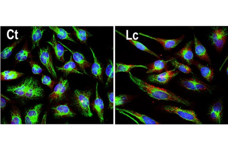 Immunofluorescence - Anti-Ubiquitin Antibody (A85455) - Antibodies.com
