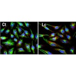 Immunofluorescence - Anti-Ubiquitin Antibody (A85455) - Antibodies.com