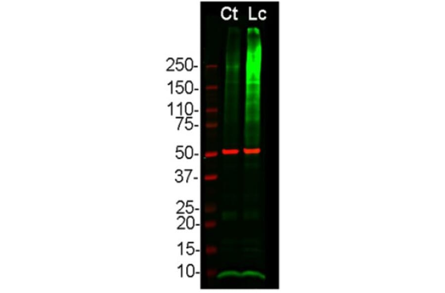 Western Blot - Anti-Ubiquitin Antibody (A85455) - Antibodies.com