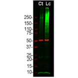 Western Blot - Anti-Ubiquitin Antibody (A85455) - Antibodies.com
