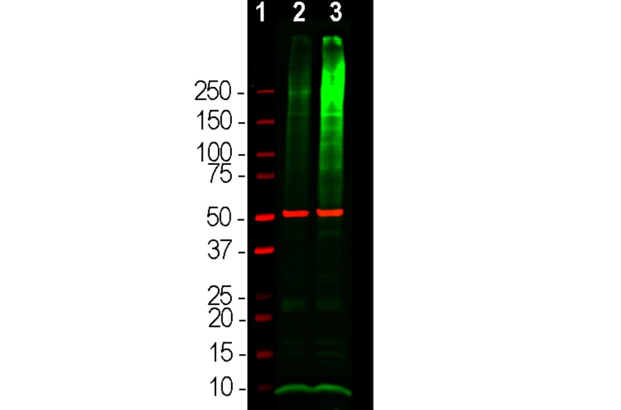 Western Blot - Anti-Ubiquitin Antibody (A85455) - Antibodies.com