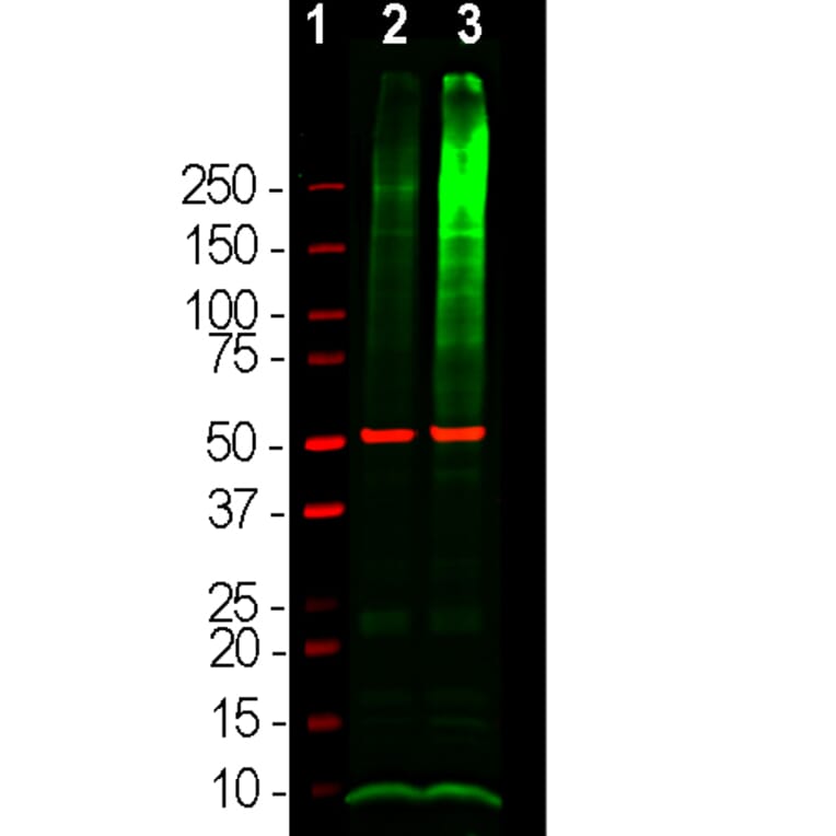 Western Blot - Anti-Ubiquitin Antibody (A85455) - Antibodies.com