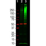 Western Blot - Anti-Ubiquitin Antibody (A85455) - Antibodies.com