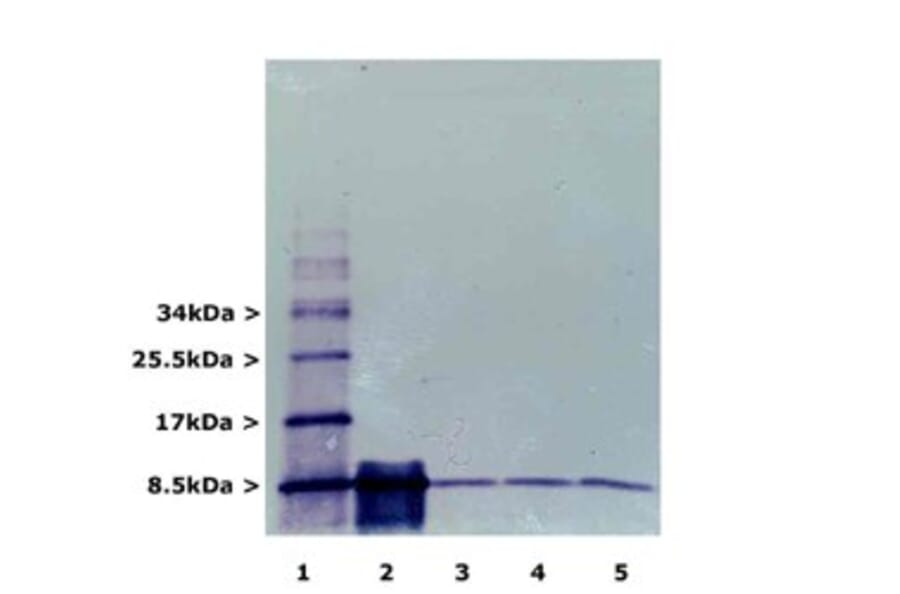 Western Blot - Anti-Ubiquitin Antibody [Ubi-1] (A85456) - Antibodies.com