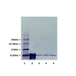 Western Blot - Anti-Ubiquitin Antibody [Ubi-1] (A85456) - Antibodies.com