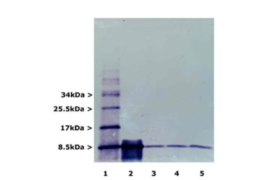 Western Blot - Anti-Ubiquitin Antibody [Ubi-1] (A85456) - Antibodies.com