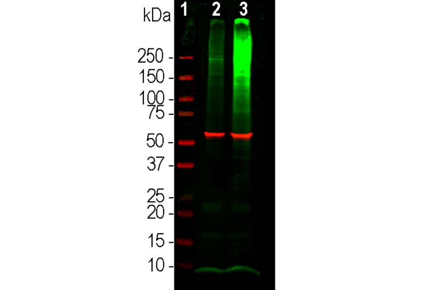 Western Blot - Anti-Ubiquitin Antibody [Ubi-1] (A85456) - Antibodies.com