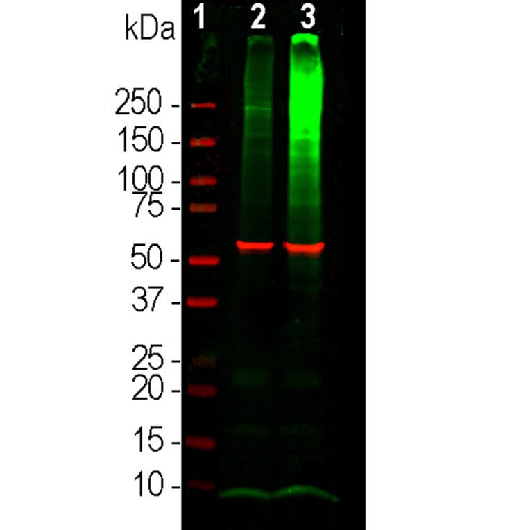 Western Blot - Anti-Ubiquitin Antibody [Ubi-1] (A85456) - Antibodies.com