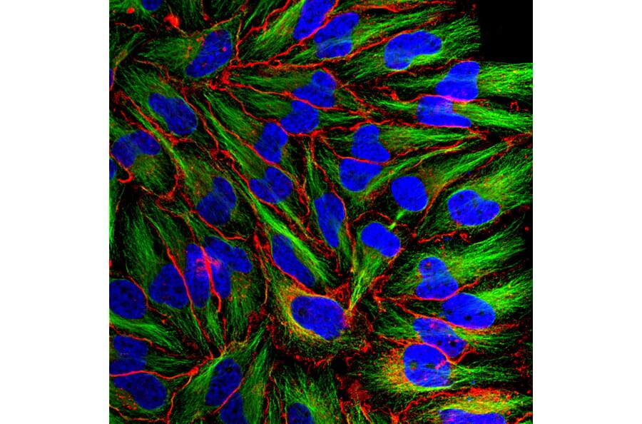 Immunofluorescence - Anti-MARCKS Antibody (A85457) - Antibodies.com