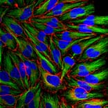 Immunofluorescence - Anti-MARCKS Antibody (A85457) - Antibodies.com