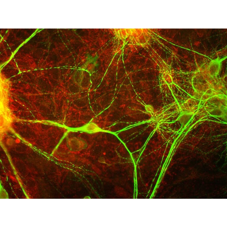 Immunofluorescence - Anti-MARCKS Antibody (A85457) - Antibodies.com