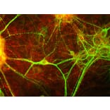 Immunofluorescence - Anti-MARCKS Antibody (A85457) - Antibodies.com