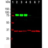 Western Blot - Anti-MARCKS Antibody (A85457) - Antibodies.com