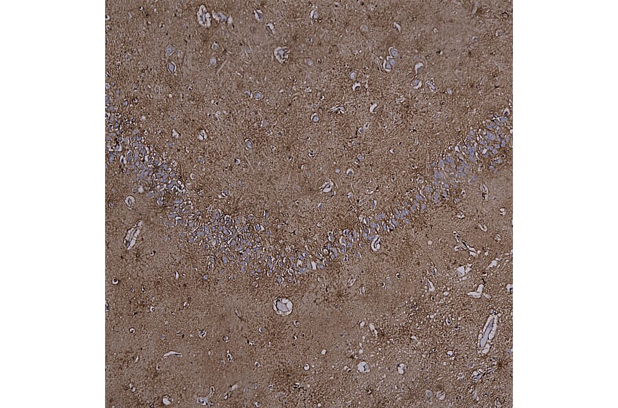Immunohistochemistry - Anti-MARCKS Antibody (A85457) - Antibodies.com