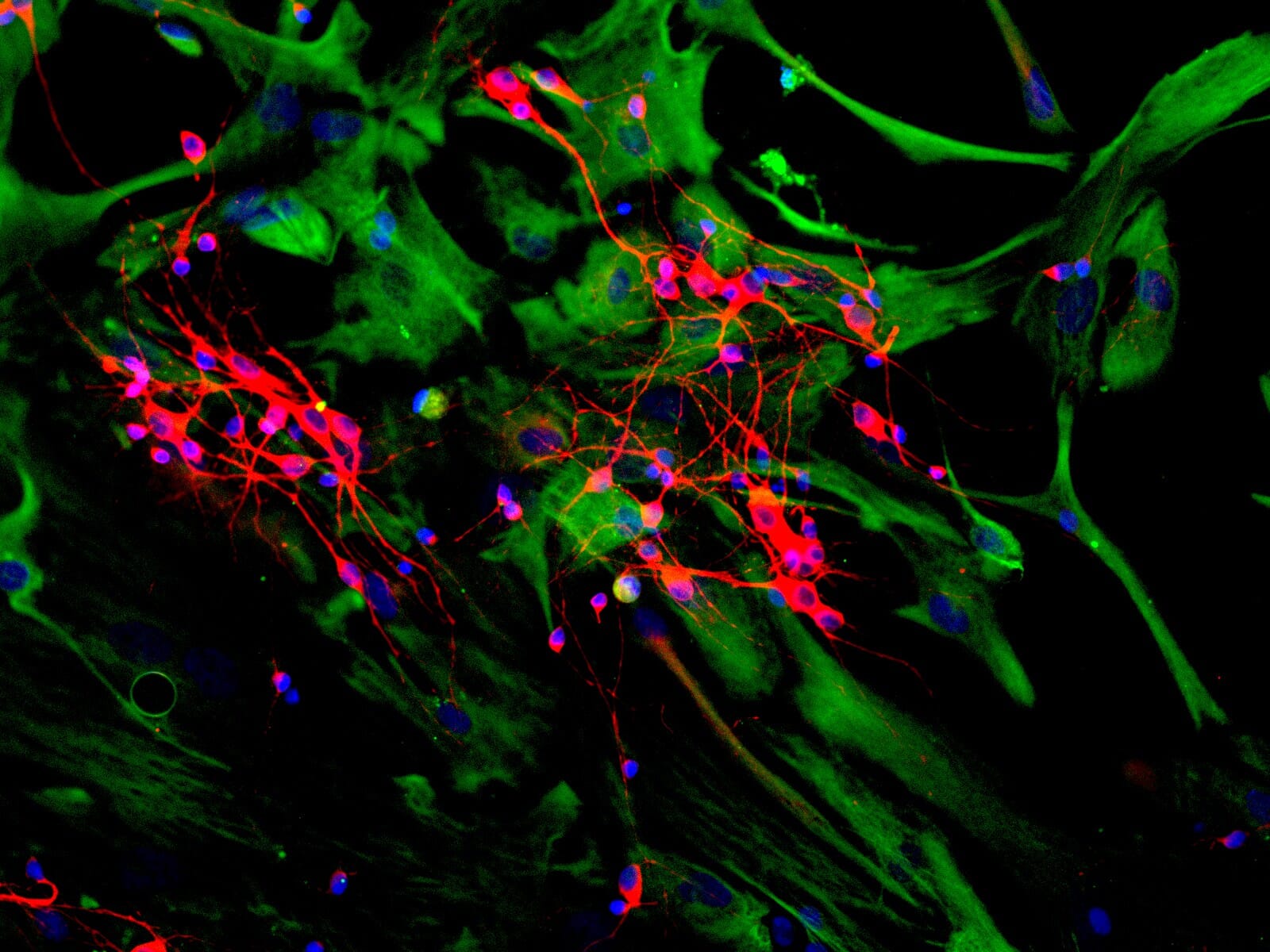 その他 Antibodies [CD] Recombinant Rabbit Antibodies page-62