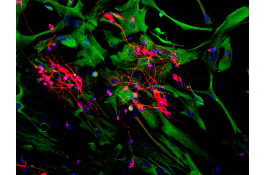 Immunofluorescence - Anti-MAP2 Antibody [2C4] (A85459) - Antibodies.com