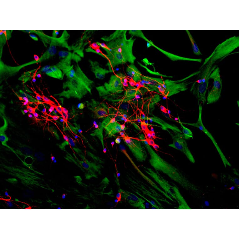 Immunofluorescence - Anti-MAP2 Antibody [2C4] (A85459) - Antibodies.com