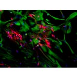 Immunofluorescence - Anti-MAP2 Antibody [2C4] (A85459) - Antibodies.com