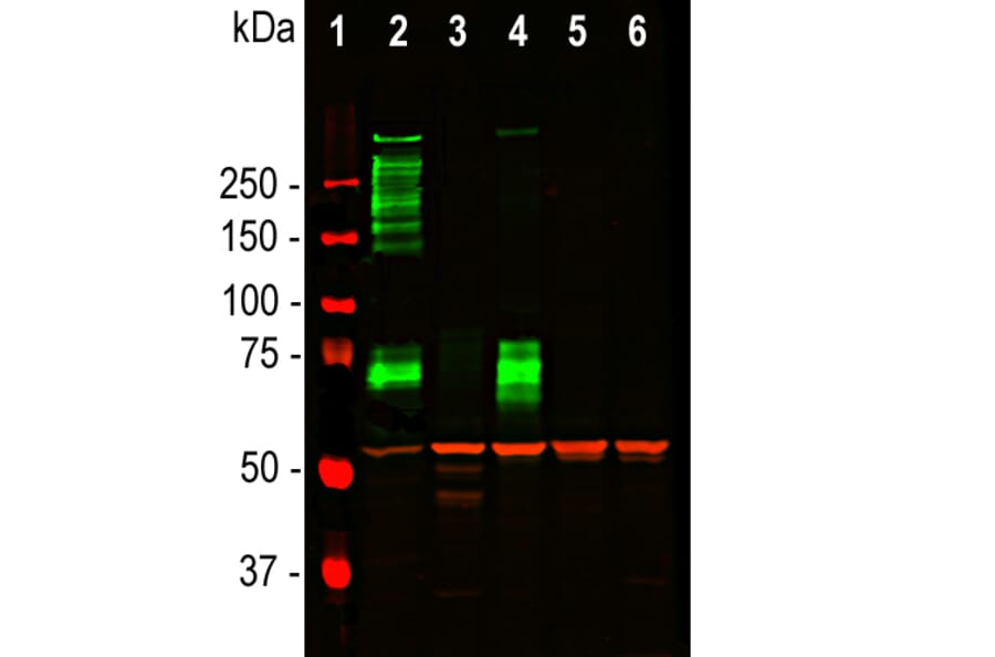 Western Blot - Anti-MAP2 Antibody [2C4] (A85459) - Antibodies.com