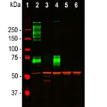 Western Blot - Anti-MAP2 Antibody [2C4] (A85459) - Antibodies.com