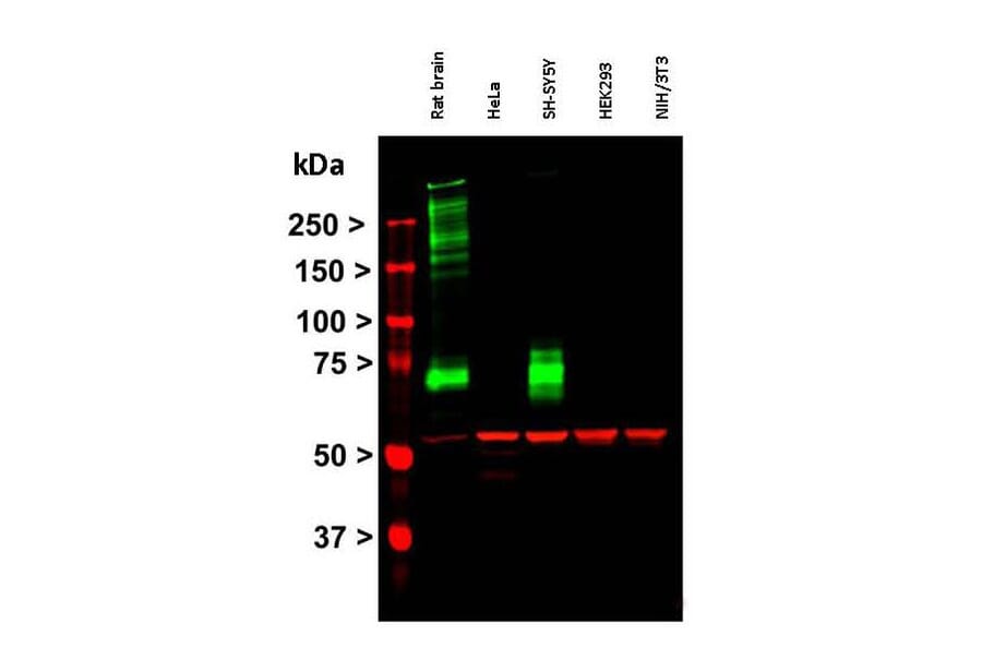 Western Blot - Anti-MAP2 Antibody [2C4] (A85459) - Antibodies.com