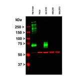 Western Blot - Anti-MAP2 Antibody [2C4] (A85459) - Antibodies.com