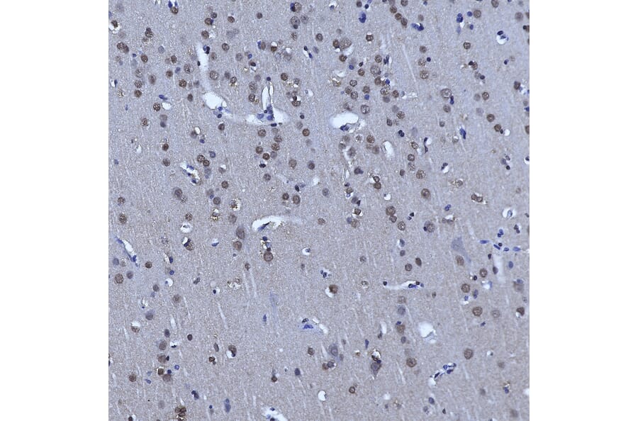 Immunohistochemistry - Anti-Nuclear Pore Complex Proteins Antibody [39C7] (A85460) - Antibodies.com