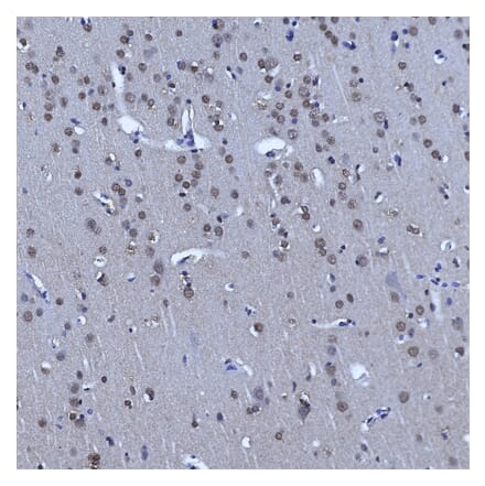 Immunohistochemistry - Anti-Nuclear Pore Complex Proteins Antibody [39C7] (A85460) - Antibodies.com