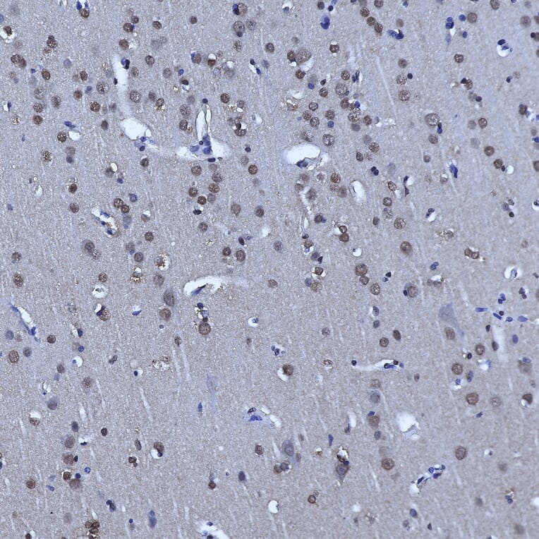 Immunohistochemistry - Anti-Nuclear Pore Complex Proteins Antibody [39C7] (A85460) - Antibodies.com