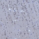 Immunohistochemistry - Anti-Nuclear Pore Complex Proteins Antibody [39C7] (A85460) - Antibodies.com