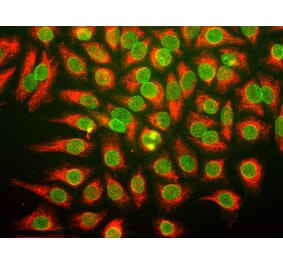 Immunofluorescence - Anti-Nuclear Pore Complex Antibody (A85460) - Antibodies.com