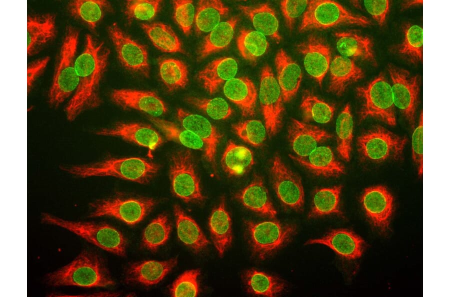 Immunofluorescence - Anti-Nuclear Pore Complex Proteins Antibody [39C7] (A85460) - Antibodies.com