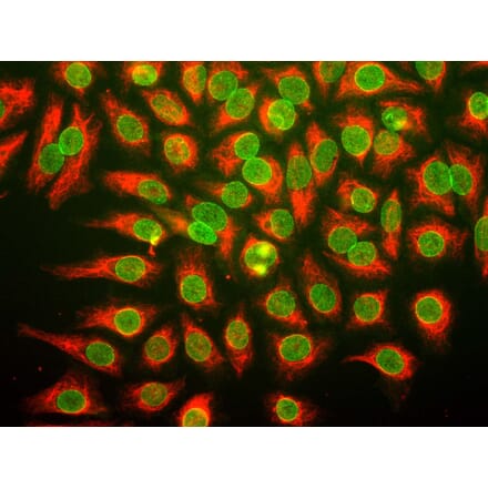 Immunofluorescence - Anti-Nuclear Pore Complex Antibody (A85460) - Antibodies.com