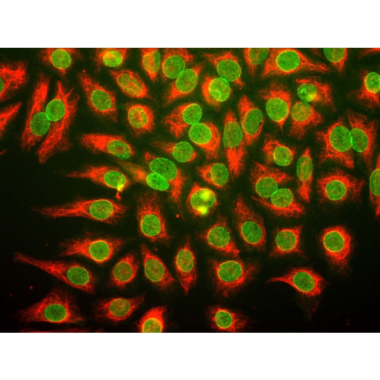Immunofluorescence - Anti-Nuclear Pore Complex Proteins Antibody [39C7] (A85460) - Antibodies.com