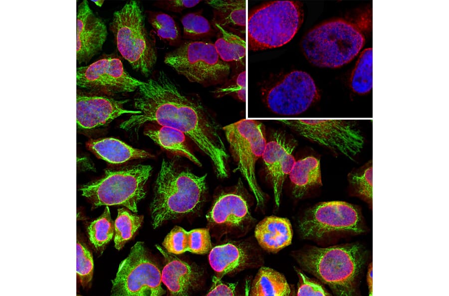 Anti-Nuclear Pore Complex Proteins Antibody [39C7] (A85460)