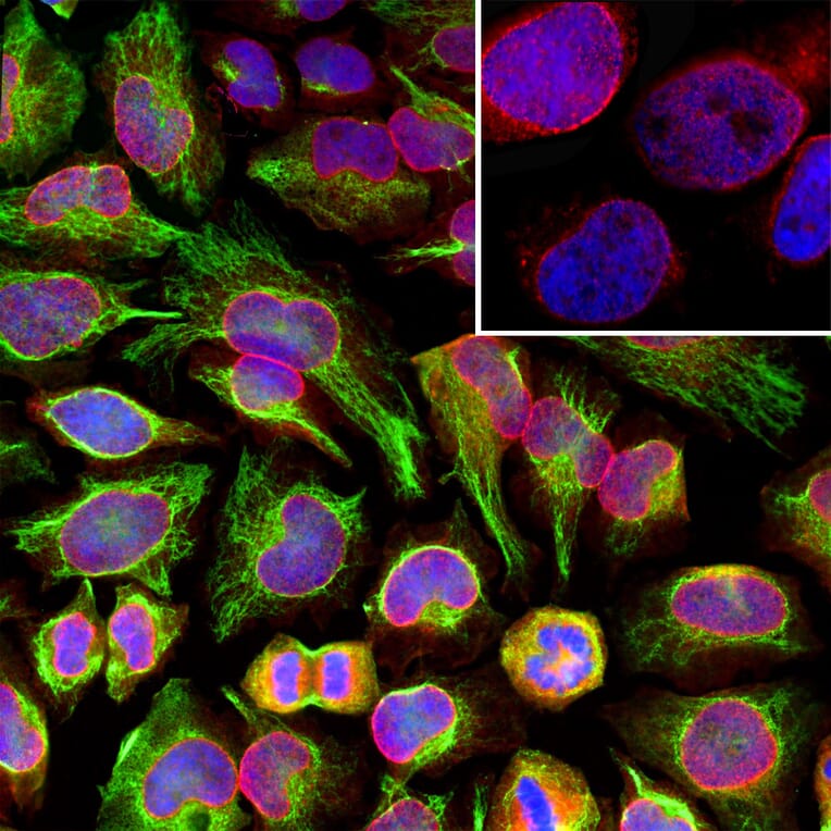 Immunofluorescence - Anti-Nuclear Pore Complex Proteins Antibody [39C7] (A85460) - Antibodies.com