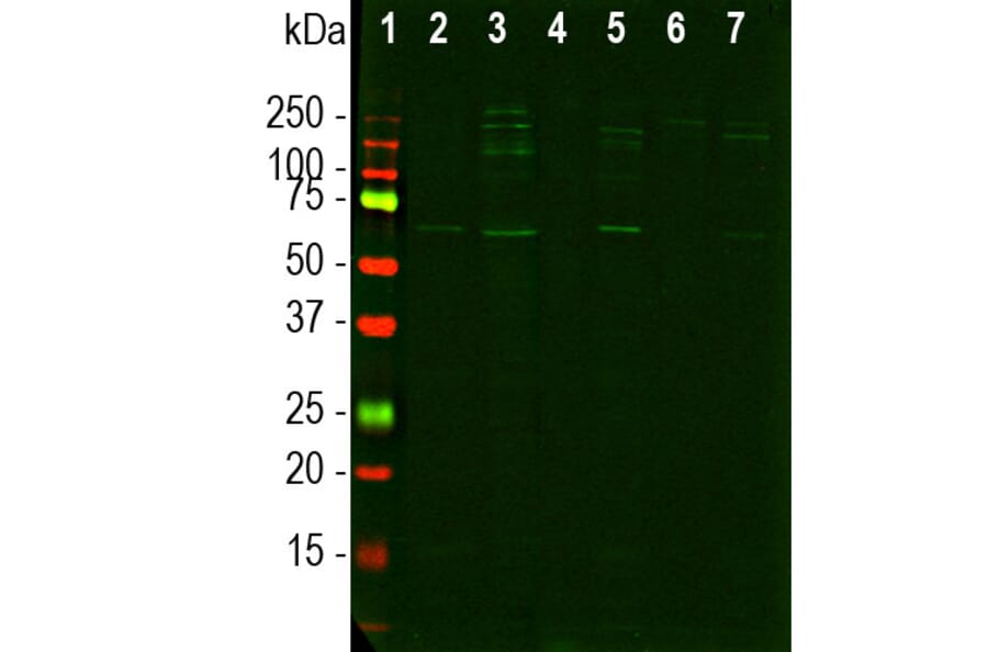Western Blot - Anti-Nuclear Pore Complex Proteins Antibody [39C7] (A85460) - Antibodies.com