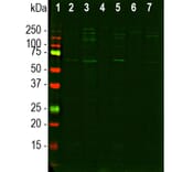 Western Blot - Anti-Nuclear Pore Complex Proteins Antibody [39C7] (A85460) - Antibodies.com