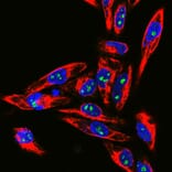 Immunofluorescence - Anti-Fibrillarin Antibody (A85462) - Antibodies.com