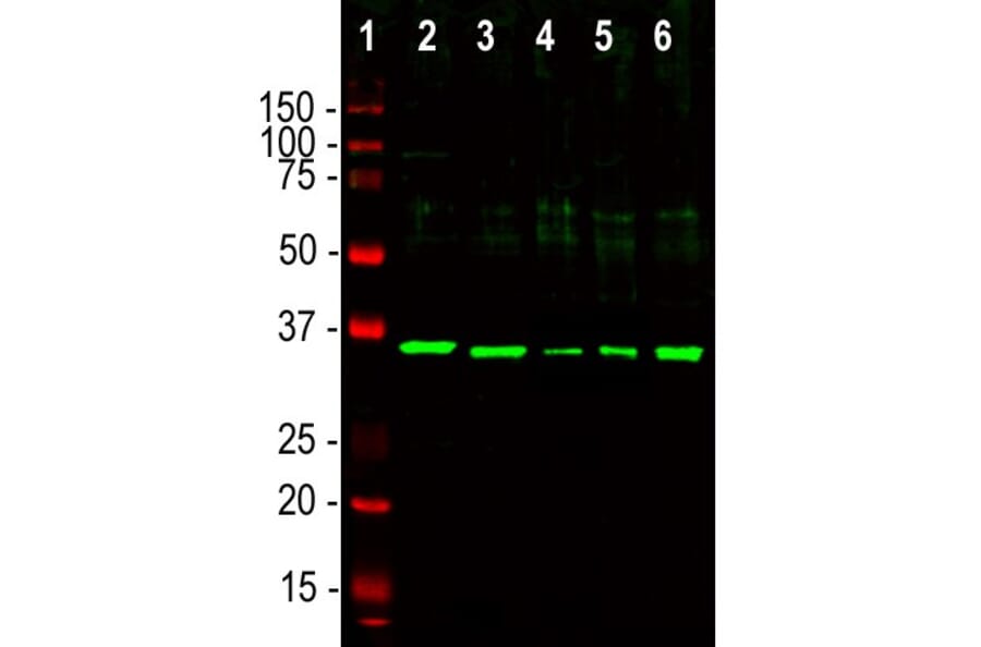 Western Blot - Anti-Fibrillarin Antibody (A85462) - Antibodies.com