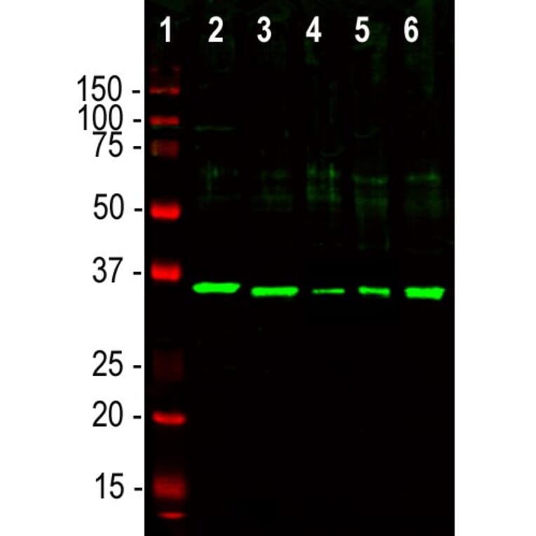 Western Blot - Anti-Fibrillarin Antibody (A85462) - Antibodies.com