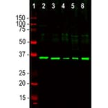 Western Blot - Anti-Fibrillarin Antibody (A85462) - Antibodies.com