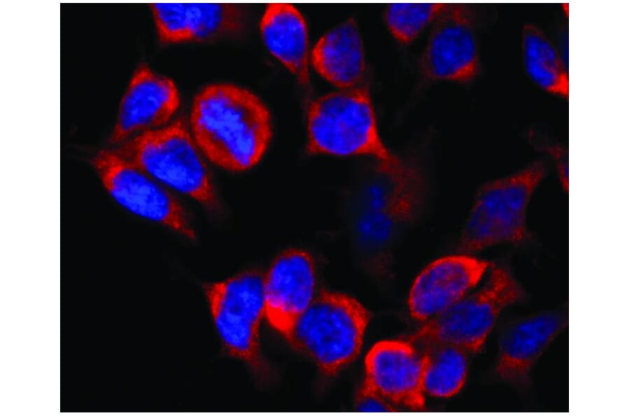 ICC - Anti-Kinesin Heavy Chain Antibody [KN-02] (A85469)