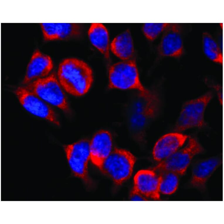 ICC - Anti-Kinesin Heavy Chain Antibody [KN-02] (A85469)