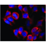 ICC - Anti-Kinesin Heavy Chain Antibody [KN-02] (A85469)