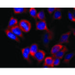 Immunocytochemistry - Anti-Kinesin Heavy Chain Antibody [KN-02] (A85466) - Antibodies.com